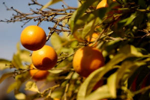 _oranges_graeme_weatherston.jpg